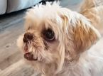Anjing yang hilang ditemukan 1.000 mil dari rumah dengan nama baru