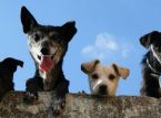 Pria membawa hotel anjing mewah ke pengadilan karena gonggongan terus-menerus