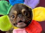 Sensasi TikTok King Chilli the Pug menghancurkan tujuan GoFundMe untuk operasi menyelamatkan nyawa