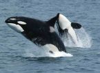 Orca kembali ke pantai Inggris dalam jumlah yang jarang terlihat sebelumnya
