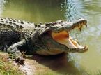 Reptil raksasa mengenakan gaun pengantin untuk upacara Meksiko yang aneh
