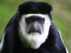 Spesies monyet baru telah ditemukan, bersembunyi di antara puncak pohon hutan DR Kongo