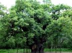 Major Oak legendaris Robin Hood meninggal setelah lebih dari 1.000 tahun
